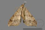 ǦW:Macaria abydata