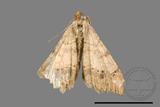 ǦW:Macaria abydata