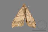 ǦW:Macaria abydata