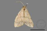 ǦW:Macaria abydata