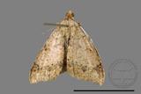 ǦW:Macaria abydata