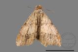 ǦW:Macaria abydata