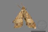 ǦW:Macaria abydata