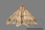 ǦW:Macaria abydata