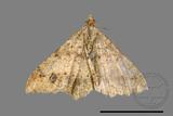 ǦW:Macaria abydata