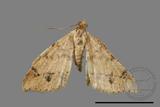 ǦW:Macaria abydata