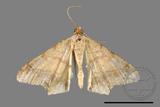 ǦW:Macaria abydata