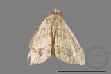 ǦW:Macaria abydata