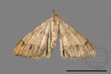 ǦW:Macaria abydata