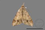 ǦW:Macaria abydata