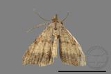 ǦW:Macaria abydata