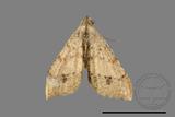 ǦW:Macaria abydata