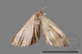 ǦW:Macaria abydata