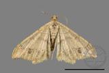 ǦW:Macaria abydata