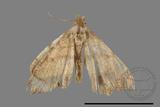 ǦW:Macaria abydata