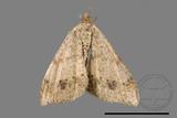 ǦW:Macaria abydata