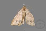 ǦW:Macaria abydata