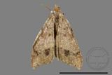 ǦW:Macaria abydata