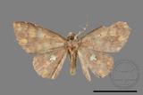 ǦW:Discoglypha locupletata