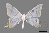 ǦW:Ourapteryx clara formosana