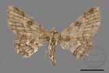 ǦW:Cleora repulsaria