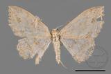 ǦW:Scopula formosana