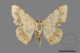 ǦW:Luxiaria costinota