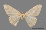 ǦW:Luxiaria mitorrhaphes