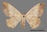 ǦW:Lophobates ochrolaria