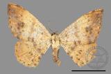 ǦW:Lophobates ochrolaria