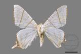 ǦW:Ourapteryx clara formosana