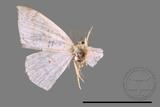 ǦW:Scopula sp.