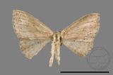 ǦW:Scopula sp.