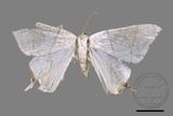 ǦW:Ourapteryx yerburii virescens