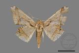 ǦW:Trigonoptila latimarginaria