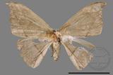 ǦW:Albara reversaria opalescens