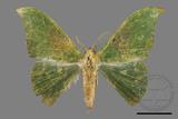 ǦW:Tanaorhinus viridiluteatus