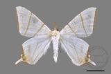 ǦW:Ourapteryx clara formosana