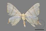 ǦW:Ourapteryx pallidula