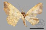 ǦW:Lophobates ochrolaria