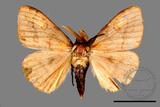 ǦW:Lasiocampidae Lasiocampidae