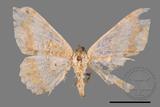 ǦW:Luxiaria mitorrhaphes