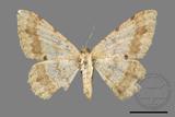 ǦW:Luxiaria costinota