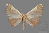 ǦW:Nothomiza flavicosta