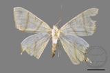 ǦW:Ourapteryx pallidula