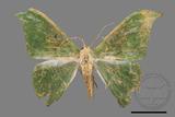 ǦW:Tanaorhinus viridiluteatus