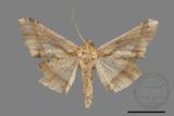 ǦW:Trigonoptila latimarginaria