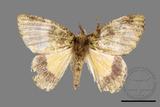 ǦW:Dindica polyphaenaris