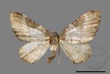 ǦW:Melanthia catenaria mesozona