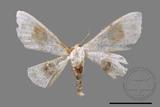 ǦW:Problepsis discophora